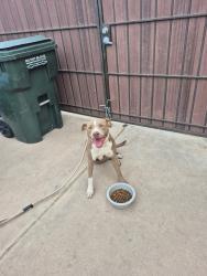 Found/Stray Female Dog last seen 51st Ave & Osborn , Phoenix, AZ 85031