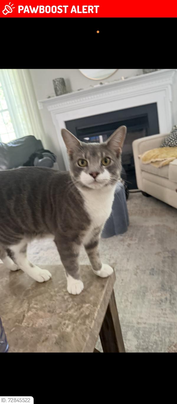 Lost Male Cat last seen Pitman downer, Washington Township, NJ 08080
