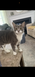 Lost Male Cat last seen Pitman downer, Washington Township, NJ 08080