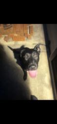Found/Stray Female Dog last seen Winfeild lakes, Fresno, TX 77545