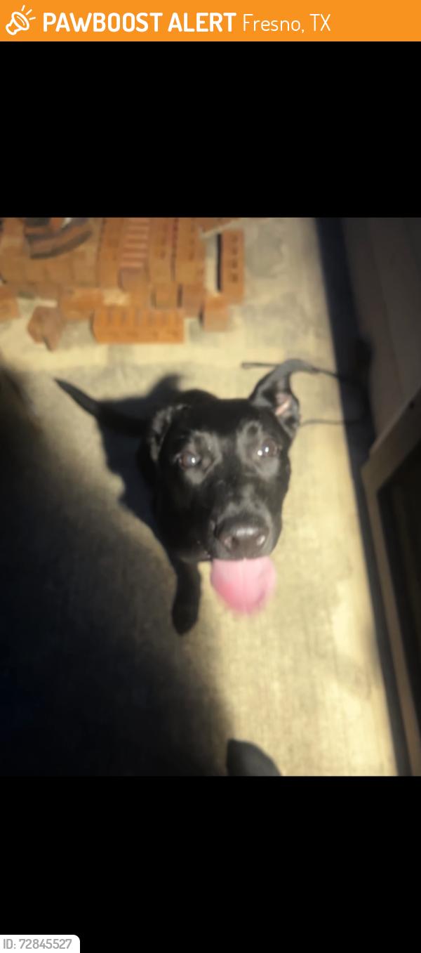 Found/Stray Female Dog last seen Winfeild lakes, Fresno, TX 77545