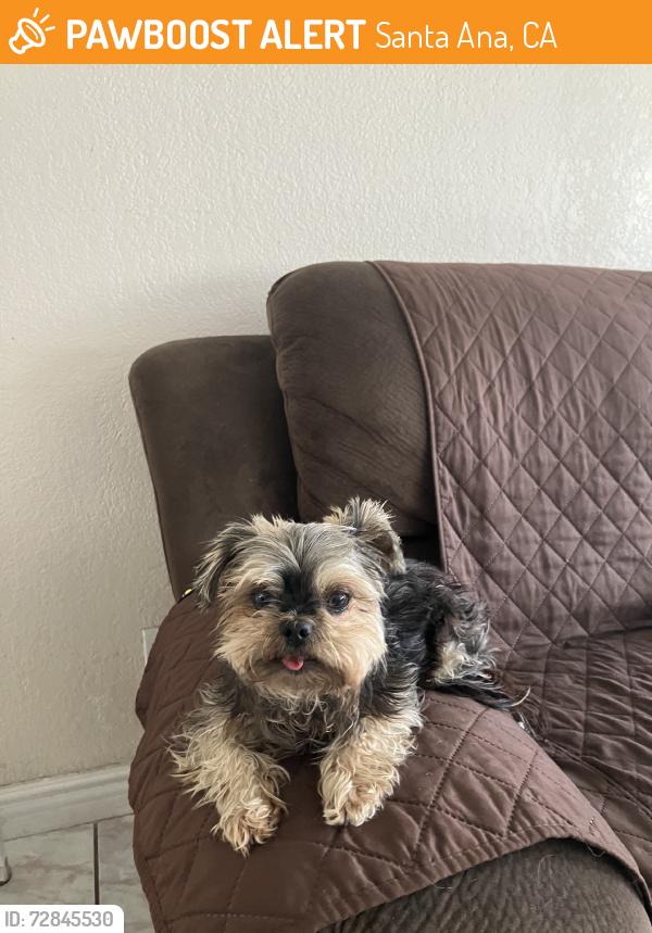 Found/Stray Male Dog last seen 17th and Ross, Santa Ana, CA 92701