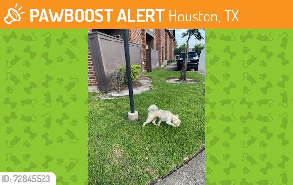 Found/Stray Male Dog last seen Richmond & 3100 Walnut Bend Lane, Houston, TX 77042