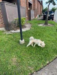 Found/Stray Male Dog last seen Richmond & 3100 Walnut Bend Lane, Houston, TX 77042