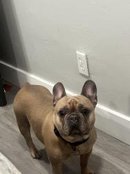 Lost Female Dog last seen Oakland Park Blvd , Wilton Manors, FL 33311