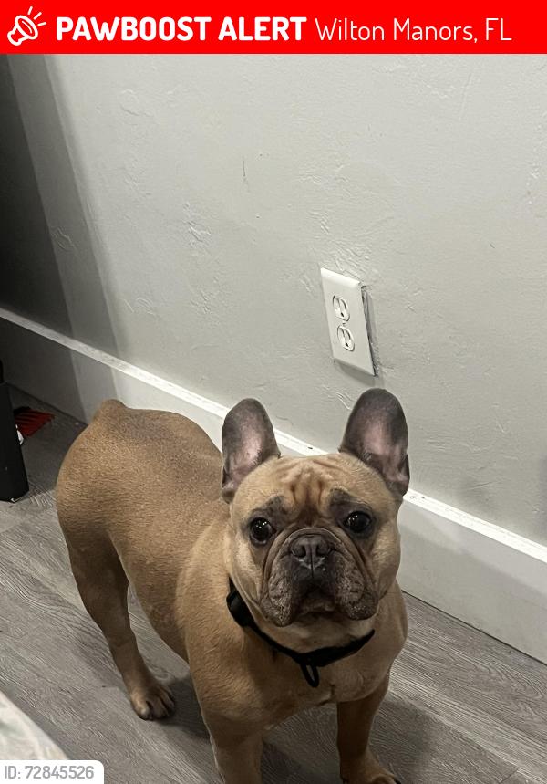 Lost Female Dog last seen Oakland Park Blvd , Wilton Manors, FL 33311