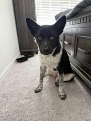 Found/Stray Female Dog last seen Near Angle Avew, Fort Worth, TX 76106