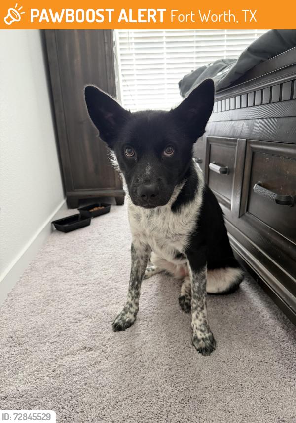 Found/Stray Female Dog last seen Near Angle Avew, Fort Worth, TX 76106