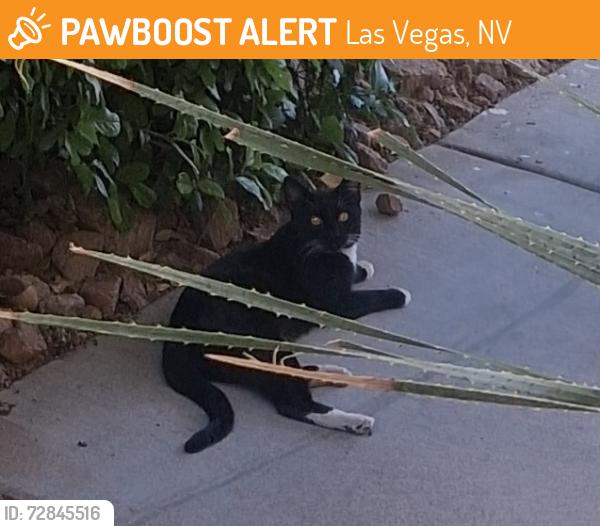 Found/Stray Male Cat last seen Fort Apache and DI , Las Vegas, NV 89117