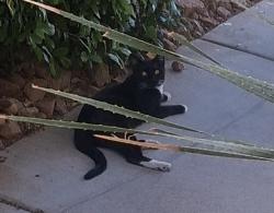 Found/Stray Male Cat last seen Fort Apache and DI , Las Vegas, NV 89117