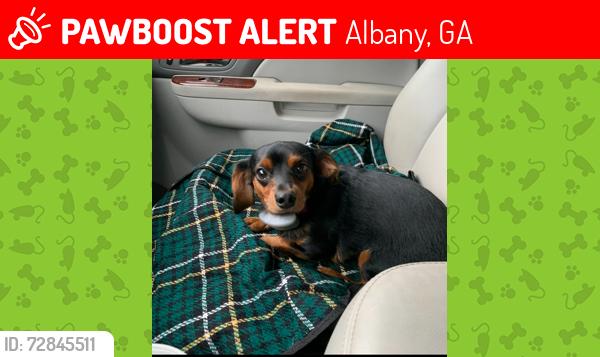 Lost Male Dog last seen River Chase Lane, River Pointe Subdivision off Philema Rd., Albany, GA 31701