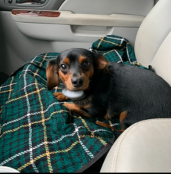 Lost Male Dog last seen River Chase Lane, River Pointe Subdivision off Philema Rd., Albany, GA 31701