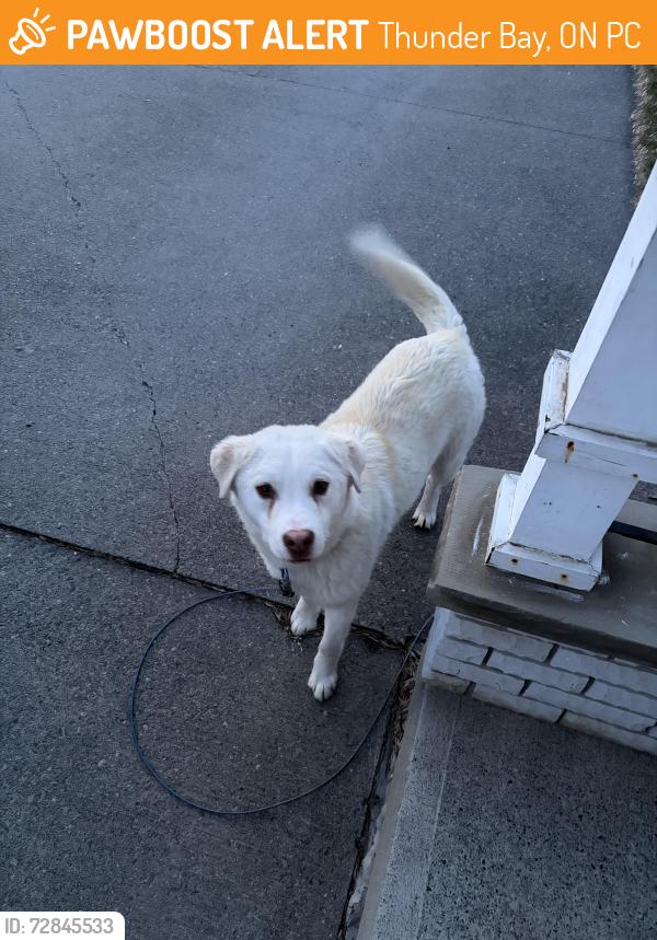 Found/Stray Male Dog last seen Laurentian Dr, Thunder Bay, ON P7C