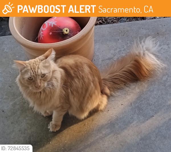 Found/Stray Male Cat last seen Center parkway , Sacramento, CA 95823