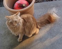 Found/Stray Male Cat last seen Center parkway , Sacramento, CA 95823