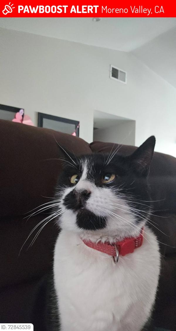 Lost Female Cat last seen Sunny mead ranch, Moreno Valley, CA 92557