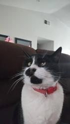 Lost Female Cat last seen Sunny mead ranch, Moreno Valley, CA 92557