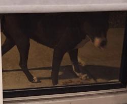 Found/Stray Unknown Dog last seen Bryn Mawr Avenue & Parkside, Bala Cynwyd, PA 19004