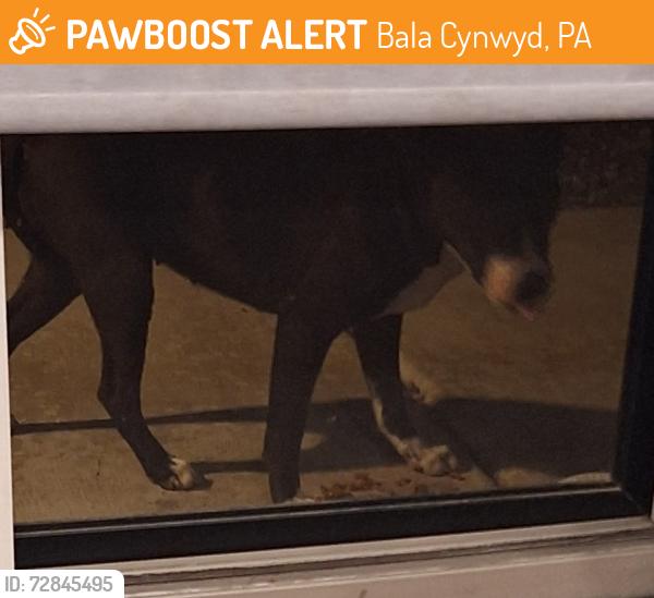 Found/Stray Unknown Dog last seen Bryn Mawr Avenue & Parkside, Bala Cynwyd, PA 19004
