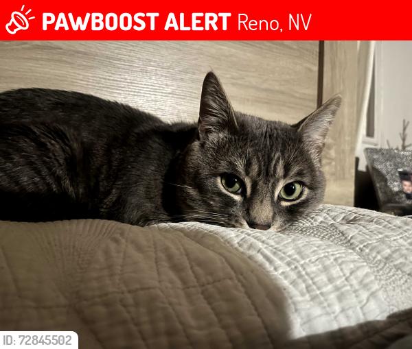Lost Male Cat last seen N McCarran & Sutro St, Reno, NV 89512