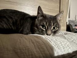 Lost Male Cat last seen N McCarran & Sutro St, Reno, NV 89512