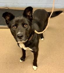 Shelter Stray Female Dog last seen Near McGill Road, 30034, GA, Atlanta, GA 30341