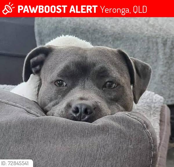 Lost Male Dog last seen Near school rd yeronga , Yeronga, QLD 