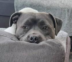 Lost Male Dog last seen Near school rd yeronga , Yeronga, QLD 
