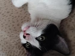 Lost Male Cat last seen Vance Jackson , San Antonio, TX 78213