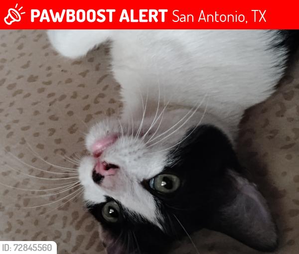 Lost Male Cat last seen Vance Jackson , San Antonio, TX 78213