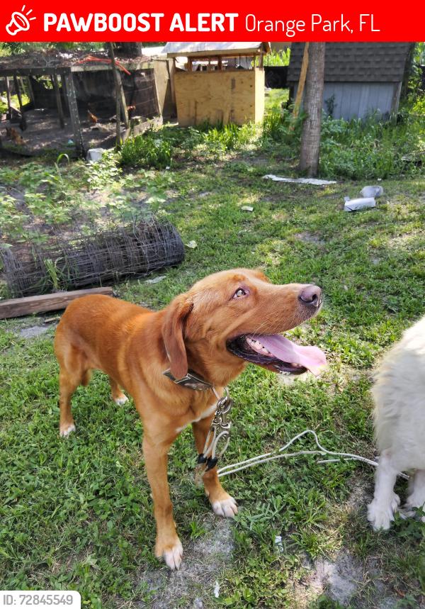 Lost Male Dog last seen Pawnee st, Orange Park, FL 32065