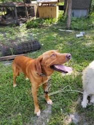 Lost Male Dog last seen Pawnee st, Orange Park, FL 32065