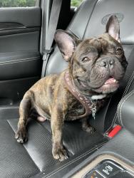 Lost Male Dog last seen King , Nashua, NH 03060