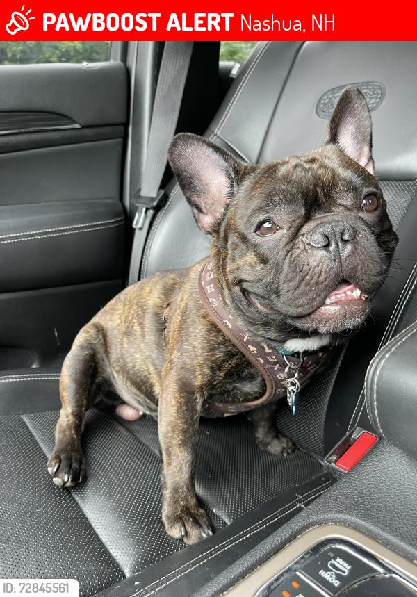 Lost Male Dog last seen King , Nashua, NH 03060