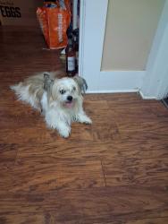 Found/Stray Male Dog last seen Lincoln and seminary, Aurora, IL 60538