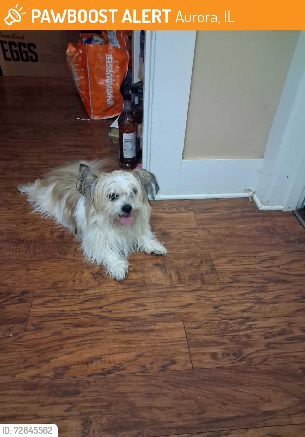 Found/Stray Male Dog last seen Lincoln and seminary, Aurora, IL 60538