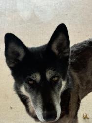 Found/Stray Female Dog last seen SW 134th and Pennsylvania Ave, Oklahoma City, OK 73170