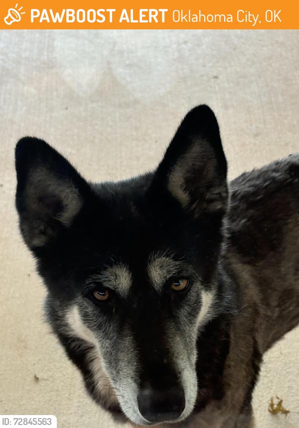 Found/Stray Female Dog last seen SW 134th and Pennsylvania Ave, Oklahoma City, OK 73170