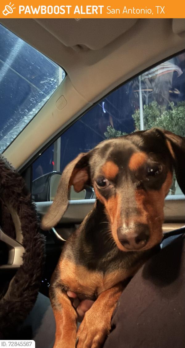Found/Stray Female Dog last seen wilderness oak, San Antonio, TX 78258