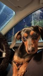 Found/Stray Female Dog last seen wilderness oak, San Antonio, TX 78258
