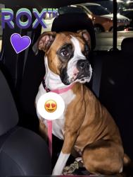 Lost Female Dog last seen Colony dr, San Antonio, TX 78230
