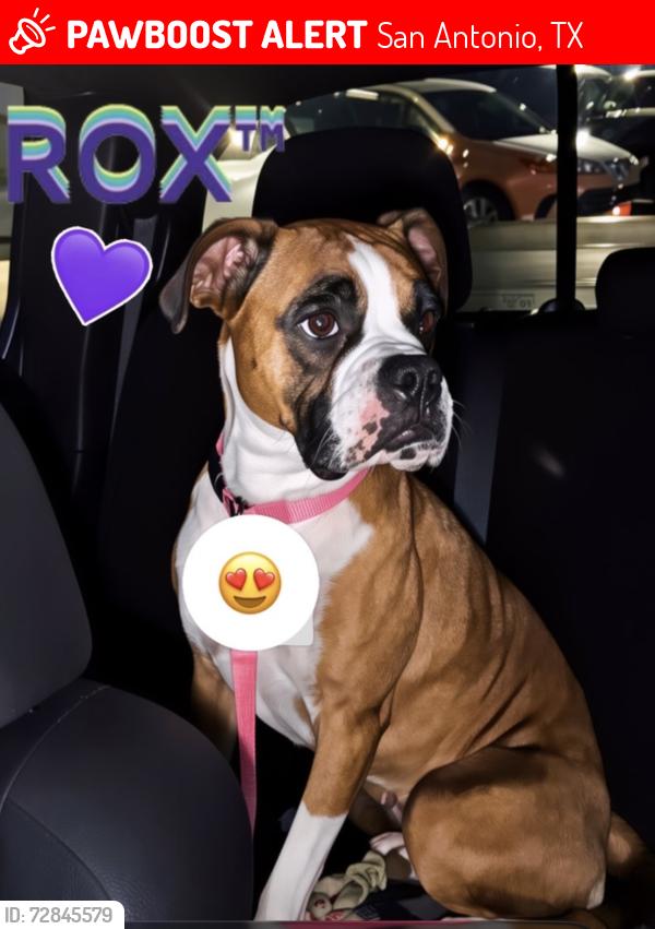 Lost Female Dog last seen Colony dr, San Antonio, TX 78230