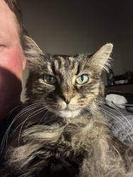 Lost Female Cat last seen Stucky by the empty behind Stadium View apmts , Bozeman, MT 59715