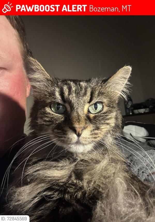Lost Female Cat last seen Stucky by the empty behind Stadium View apmts , Bozeman, MT 59715