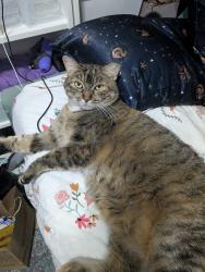 Lost Female Cat last seen Houghton and Sahuarita rd, Vail, AZ 85641