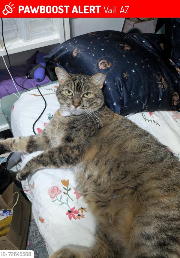 Lost Female Cat last seen Houghton and Sahuarita rd, Vail, AZ 85641