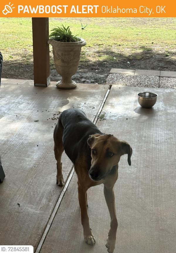 Found/Stray Female Dog last seen Southridge Junior High, Oklahoma City, OK 73170