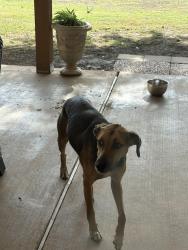 Found/Stray Female Dog last seen Southridge Junior High, Oklahoma City, OK 73170