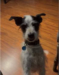 Lost Male Dog last seen Golden ave, Riverside, CA 92505