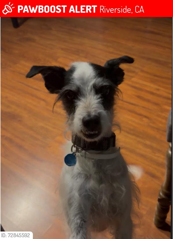 Lost Male Dog last seen Golden ave, Riverside, CA 92505